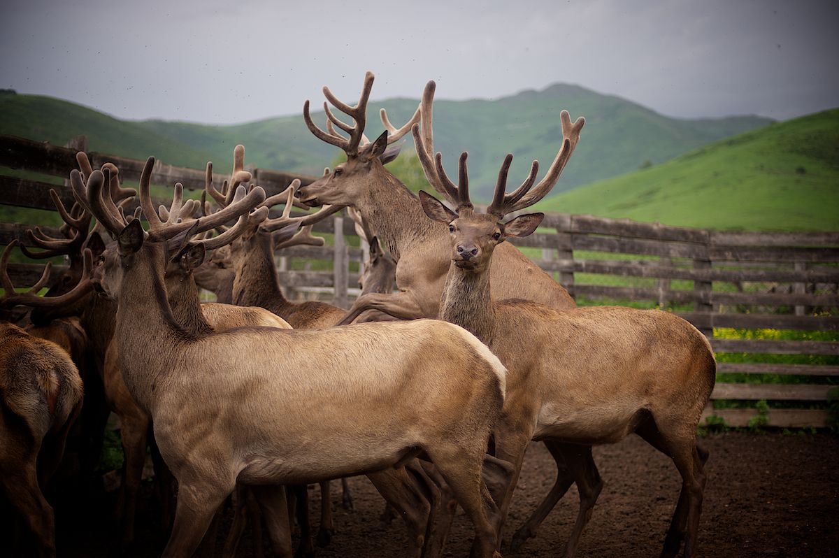 Мараловоды Катон-Карагайского района Восточного Казахстана проводят весеннюю резку пант — молодые рога маралов, из которых изготавливают ценные лечебные препараты. Панты, мараловодство, Катон-Карагай, Восточный Казахстан, маралы, традиции животноводства, экотуризм, пантогематоген, Карлыгаш Нуржан, Shanger.kz