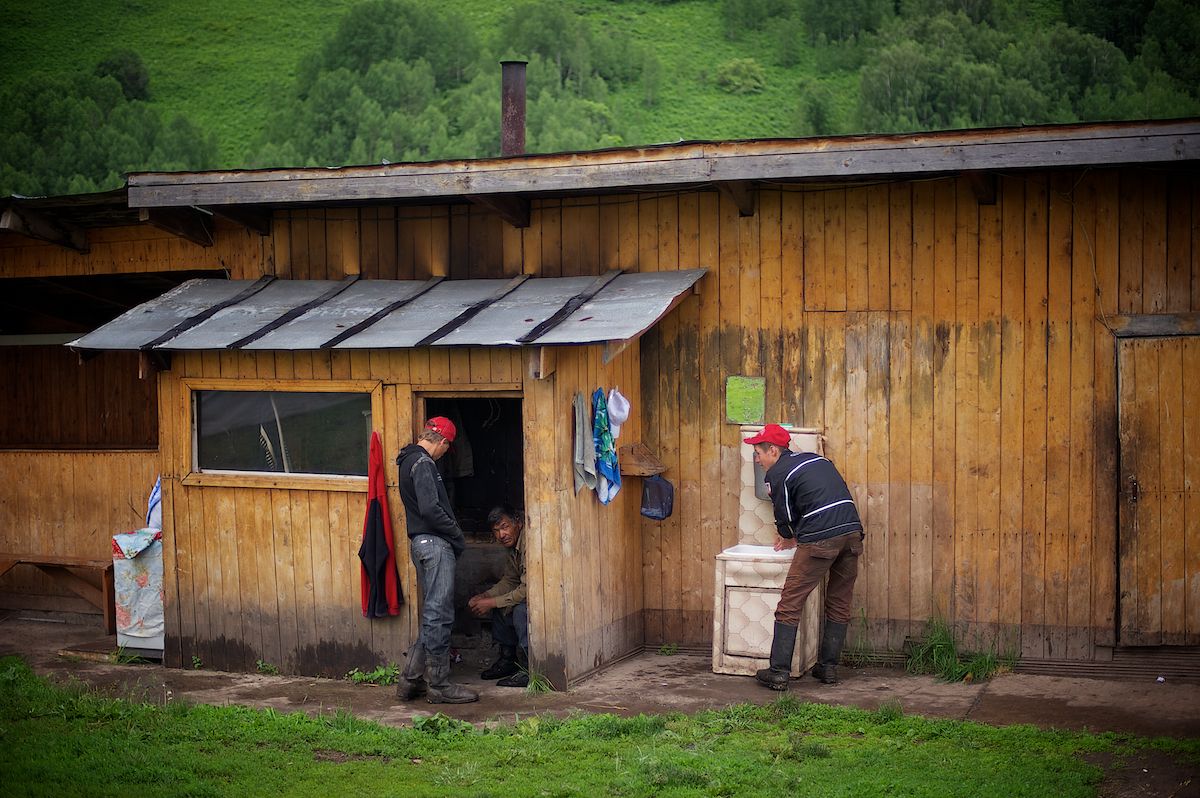 Мараловоды Катон-Карагайского района Восточного Казахстана проводят весеннюю резку пант — молодые рога маралов, из которых изготавливают ценные лечебные препараты. Панты, мараловодство, Катон-Карагай, Восточный Казахстан, маралы, традиции животноводства, экотуризм, пантогематоген, Карлыгаш Нуржан, Shanger.kz