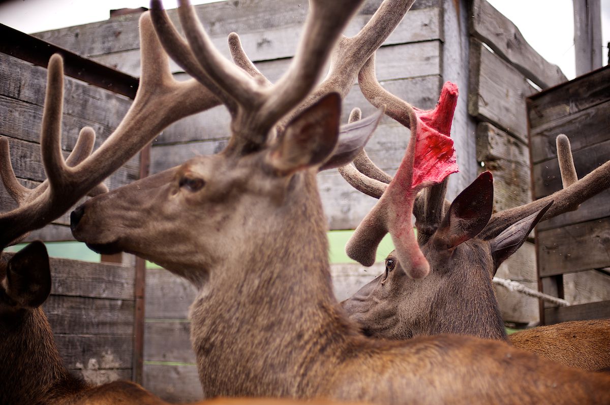 Мараловоды Катон-Карагайского района Восточного Казахстана проводят весеннюю резку пант — молодые рога маралов, из которых изготавливают ценные лечебные препараты. Панты, мараловодство, Катон-Карагай, Восточный Казахстан, маралы, традиции животноводства, экотуризм, пантогематоген, Карлыгаш Нуржан, Shanger.kz
