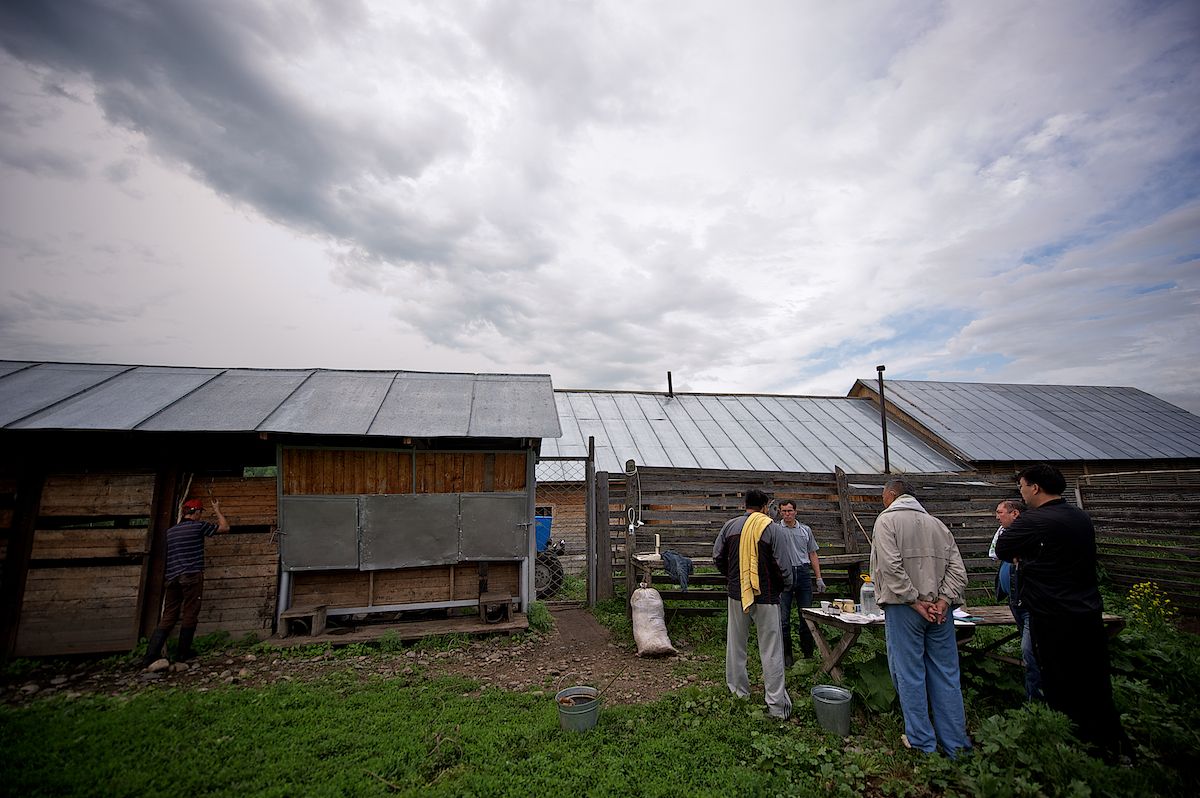 Мараловоды Катон-Карагайского района Восточного Казахстана проводят весеннюю резку пант — молодые рога маралов, из которых изготавливают ценные лечебные препараты. Панты, мараловодство, Катон-Карагай, Восточный Казахстан, маралы, традиции животноводства, экотуризм, пантогематоген, Карлыгаш Нуржан, Shanger.kz