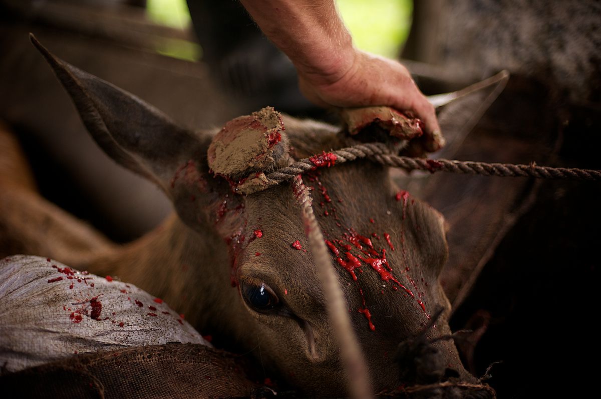 Мараловоды Катон-Карагайского района Восточного Казахстана проводят весеннюю резку пант — молодые рога маралов, из которых изготавливают ценные лечебные препараты. Панты, мараловодство, Катон-Карагай, Восточный Казахстан, маралы, традиции животноводства, экотуризм, пантогематоген, Карлыгаш Нуржан, Shanger.kz
