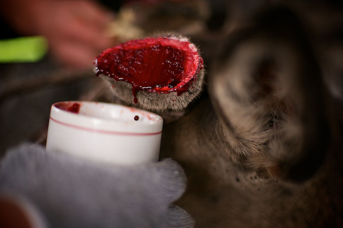 Мараловоды Катон-Карагайского района Восточного Казахстана проводят весеннюю резку пант — молодые рога маралов, из которых изготавливают ценные лечебные препараты. Панты, мараловодство, Катон-Карагай, Восточный Казахстан, маралы, традиции животноводства, экотуризм, пантогематоген, Карлыгаш Нуржан, Shanger.kz