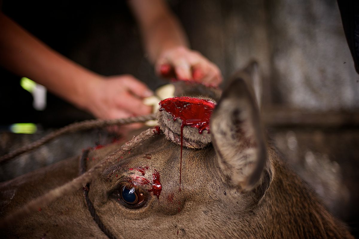 Мараловоды Катон-Карагайского района Восточного Казахстана проводят весеннюю резку пант — молодые рога маралов, из которых изготавливают ценные лечебные препараты. Панты, мараловодство, Катон-Карагай, Восточный Казахстан, маралы, традиции животноводства, экотуризм, пантогематоген, Карлыгаш Нуржан, Shanger.kz
