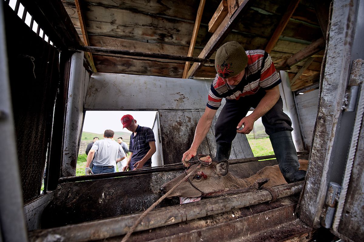 Мараловоды Катон-Карагайского района Восточного Казахстана проводят весеннюю резку пант — молодые рога маралов, из которых изготавливают ценные лечебные препараты. Панты, мараловодство, Катон-Карагай, Восточный Казахстан, маралы, традиции животноводства, экотуризм, пантогематоген, Карлыгаш Нуржан, Shanger.kz