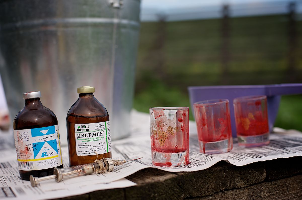 Мараловоды Катон-Карагайского района Восточного Казахстана проводят весеннюю резку пант — молодые рога маралов, из которых изготавливают ценные лечебные препараты. Панты, мараловодство, Катон-Карагай, Восточный Казахстан, маралы, традиции животноводства, экотуризм, пантогематоген, Карлыгаш Нуржан, Shanger.kz