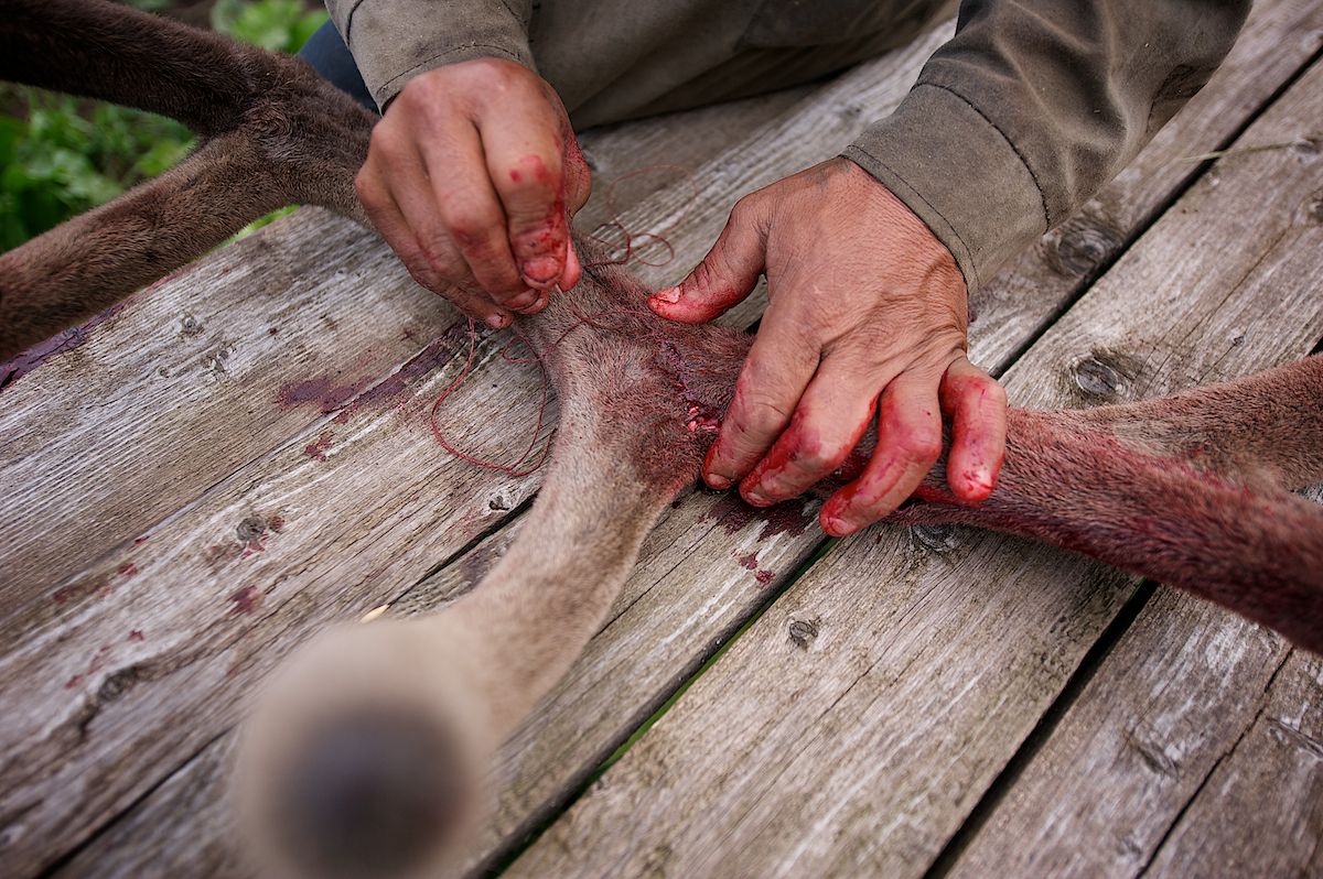 Мараловоды Катон-Карагайского района Восточного Казахстана проводят весеннюю резку пант — молодые рога маралов, из которых изготавливают ценные лечебные препараты. Панты, мараловодство, Катон-Карагай, Восточный Казахстан, маралы, традиции животноводства, экотуризм, пантогематоген, Карлыгаш Нуржан, Shanger.kz