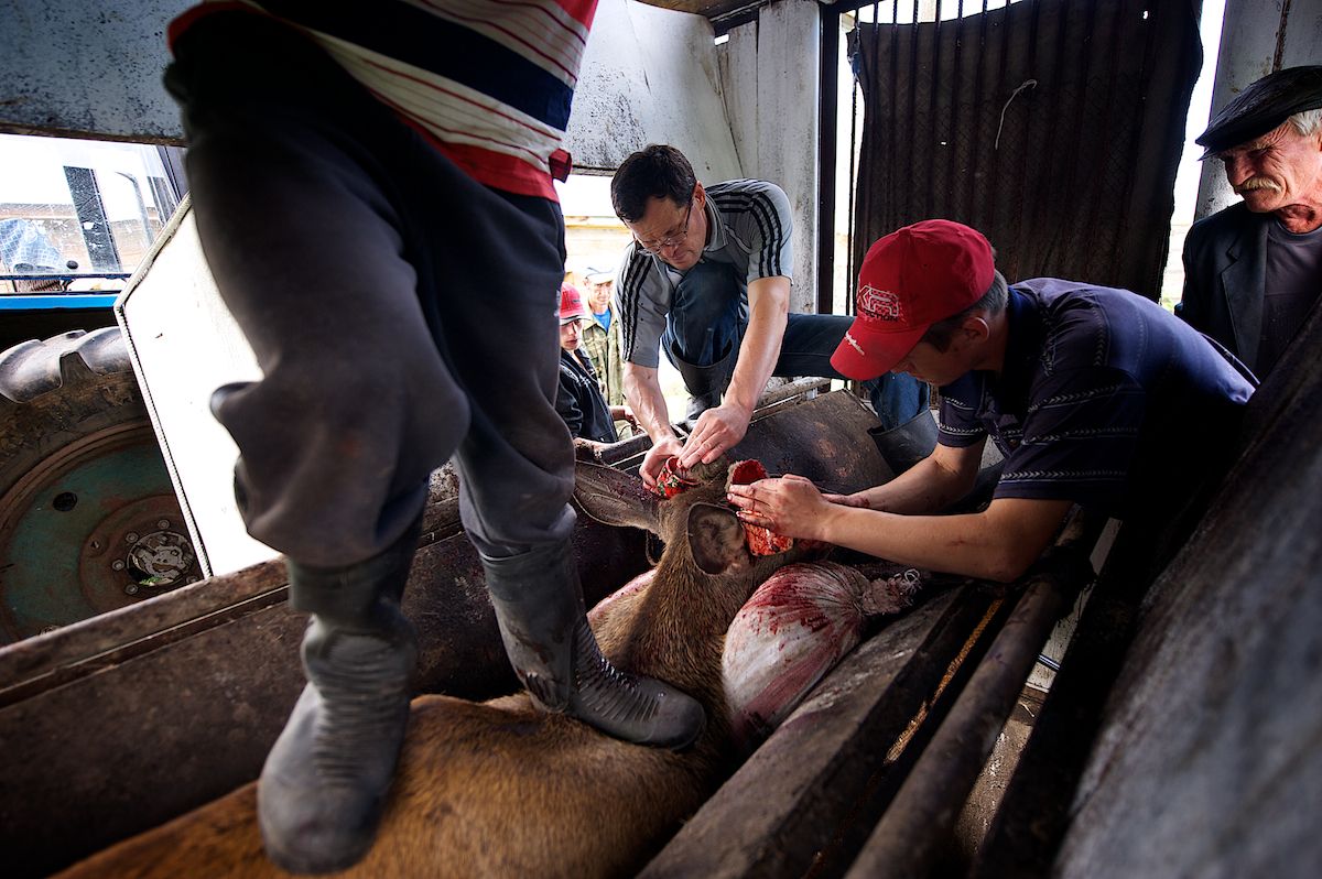 Мараловоды Катон-Карагайского района Восточного Казахстана проводят весеннюю резку пант — молодые рога маралов, из которых изготавливают ценные лечебные препараты. Панты, мараловодство, Катон-Карагай, Восточный Казахстан, маралы, традиции животноводства, экотуризм, пантогематоген, Карлыгаш Нуржан, Shanger.kz