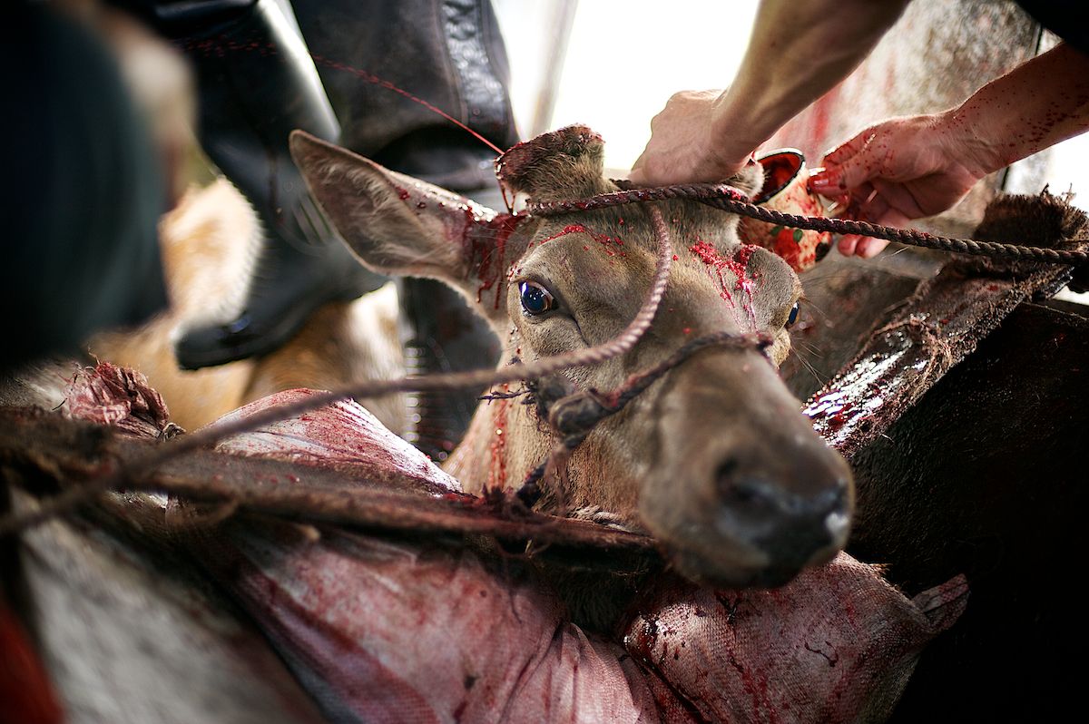 Мараловоды Катон-Карагайского района Восточного Казахстана проводят весеннюю резку пант — молодые рога маралов, из которых изготавливают ценные лечебные препараты. Панты, мараловодство, Катон-Карагай, Восточный Казахстан, маралы, традиции животноводства, экотуризм, пантогематоген, Карлыгаш Нуржан, Shanger.kz