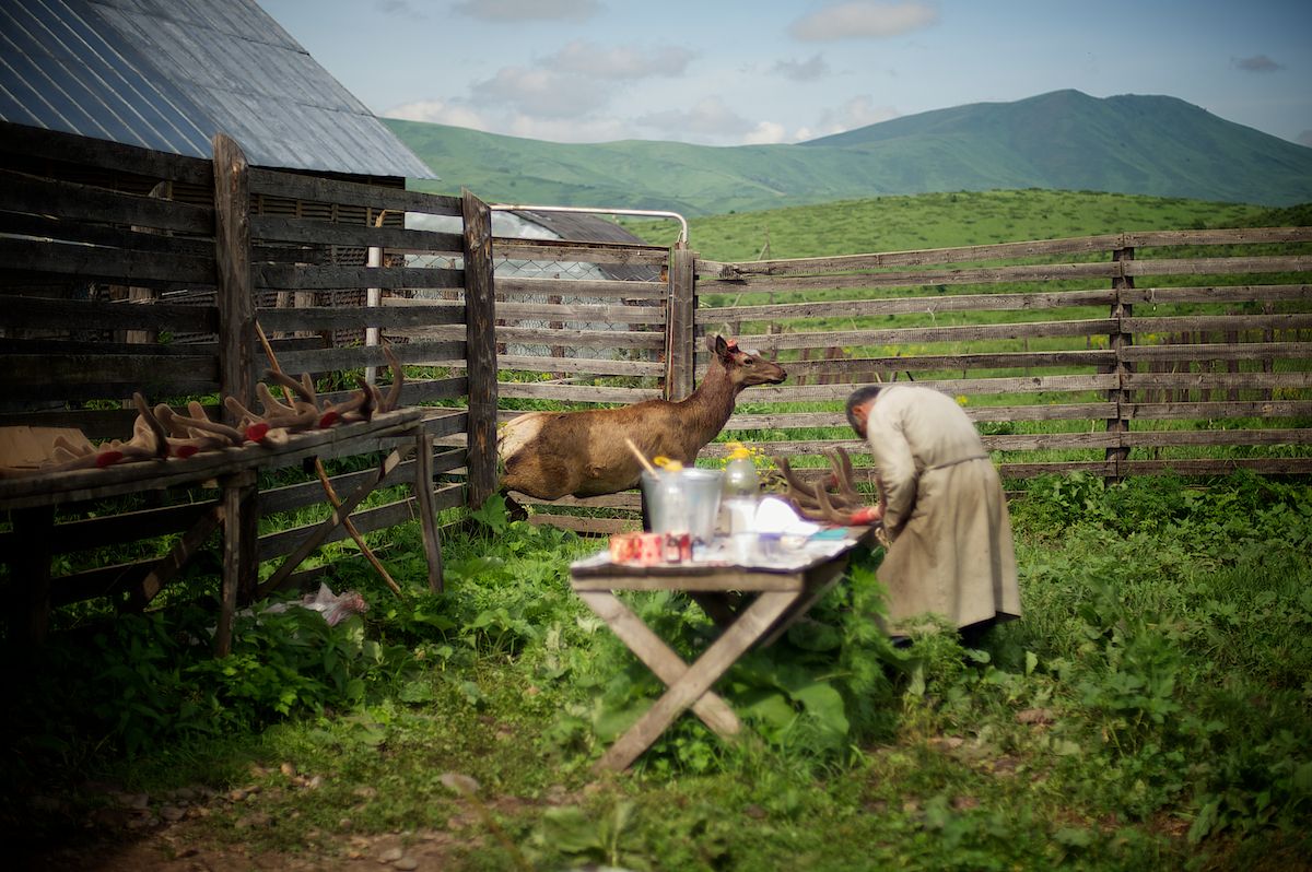 Мараловоды Катон-Карагайского района Восточного Казахстана проводят весеннюю резку пант — молодые рога маралов, из которых изготавливают ценные лечебные препараты. Панты, мараловодство, Катон-Карагай, Восточный Казахстан, маралы, традиции животноводства, экотуризм, пантогематоген, Карлыгаш Нуржан, Shanger.kz