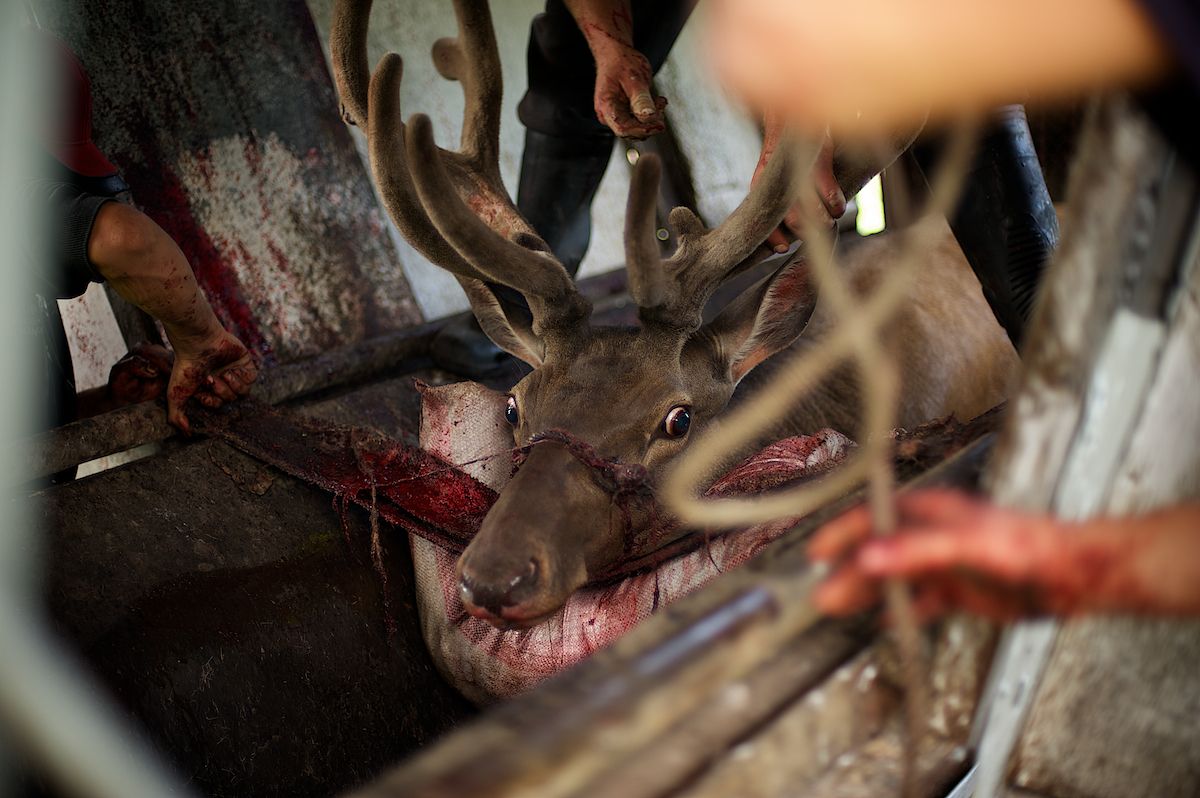 Мараловоды Катон-Карагайского района Восточного Казахстана проводят весеннюю резку пант — молодые рога маралов, из которых изготавливают ценные лечебные препараты. Панты, мараловодство, Катон-Карагай, Восточный Казахстан, маралы, традиции животноводства, экотуризм, пантогематоген, Карлыгаш Нуржан, Shanger.kz