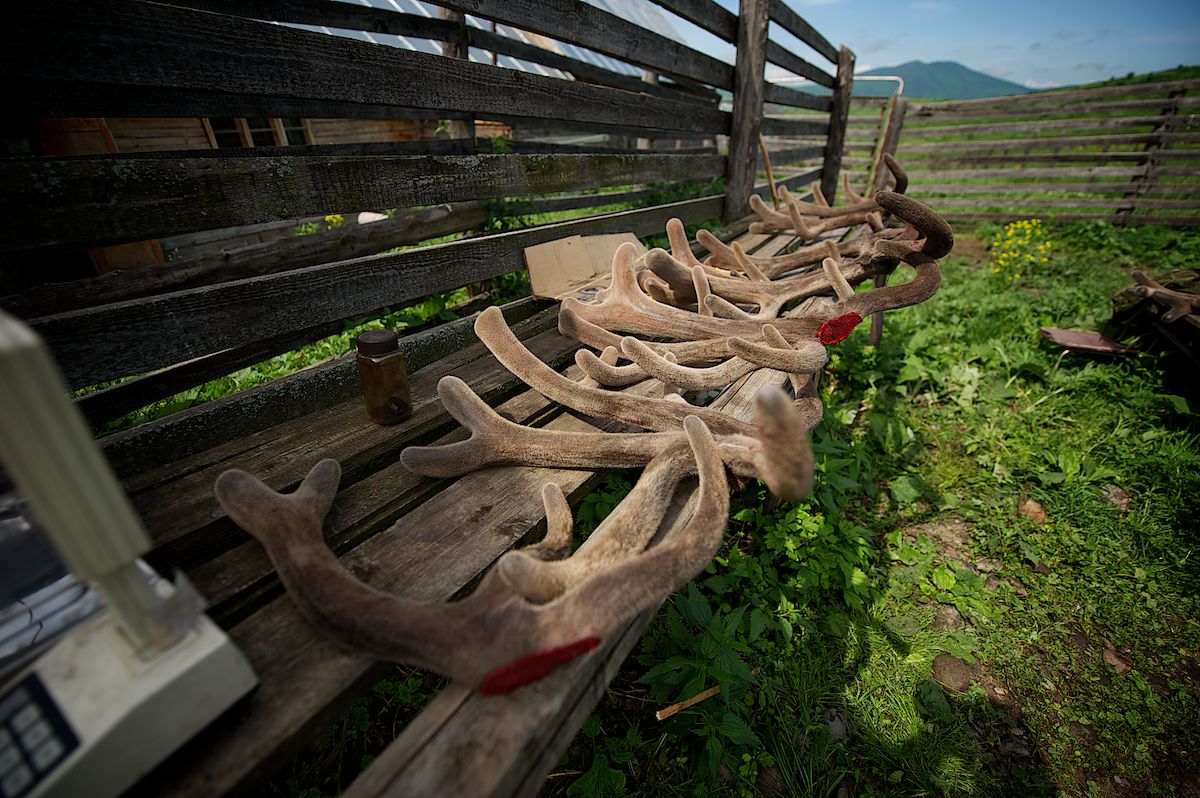 Мараловоды Катон-Карагайского района Восточного Казахстана проводят весеннюю резку пант — молодые рога маралов, из которых изготавливают ценные лечебные препараты. Панты, мараловодство, Катон-Карагай, Восточный Казахстан, маралы, традиции животноводства, экотуризм, пантогематоген, Карлыгаш Нуржан, Shanger.kz
