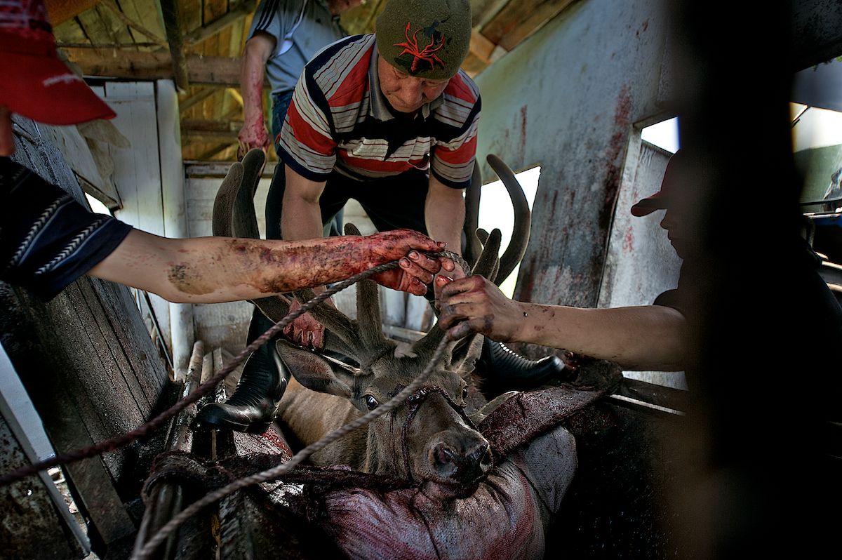 Мараловоды Катон-Карагайского района Восточного Казахстана проводят весеннюю резку пант — молодые рога маралов, из которых изготавливают ценные лечебные препараты. Панты, мараловодство, Катон-Карагай, Восточный Казахстан, маралы, традиции животноводства, экотуризм, пантогематоген, Карлыгаш Нуржан, Shanger.kz