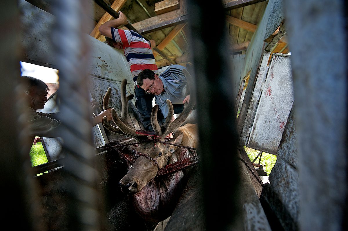 Мараловоды Катон-Карагайского района Восточного Казахстана проводят весеннюю резку пант — молодые рога маралов, из которых изготавливают ценные лечебные препараты. Панты, мараловодство, Катон-Карагай, Восточный Казахстан, маралы, традиции животноводства, экотуризм, пантогематоген, Карлыгаш Нуржан, Shanger.kz