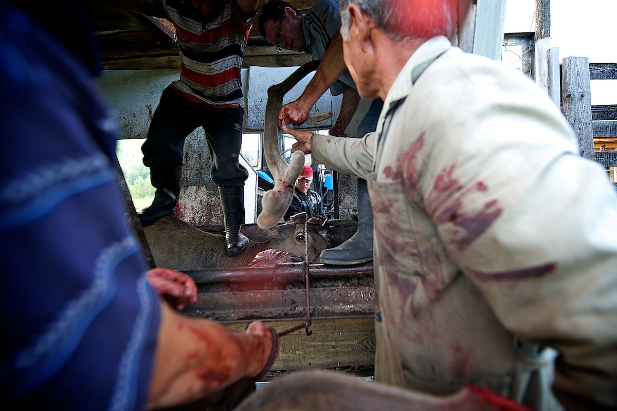 Мараловоды Катон-Карагайского района Восточного Казахстана проводят весеннюю резку пант — молодые рога маралов, из которых изготавливают ценные лечебные препараты. Панты, мараловодство, Катон-Карагай, Восточный Казахстан, маралы, традиции животноводства, экотуризм, пантогематоген, Карлыгаш Нуржан, Shanger.kz