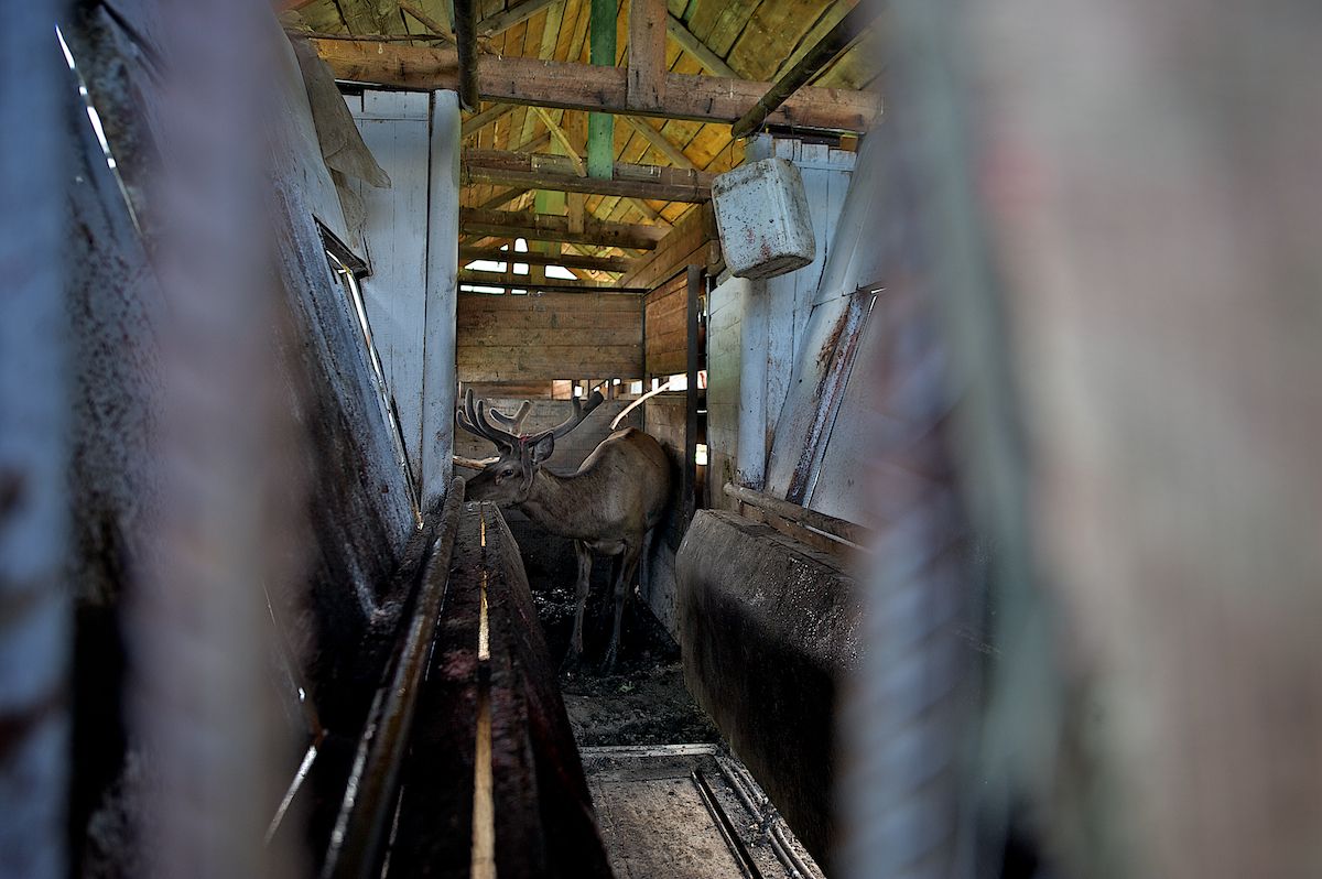 Мараловоды Катон-Карагайского района Восточного Казахстана проводят весеннюю резку пант — молодые рога маралов, из которых изготавливают ценные лечебные препараты. Панты, мараловодство, Катон-Карагай, Восточный Казахстан, маралы, традиции животноводства, экотуризм, пантогематоген, Карлыгаш Нуржан, Shanger.kz