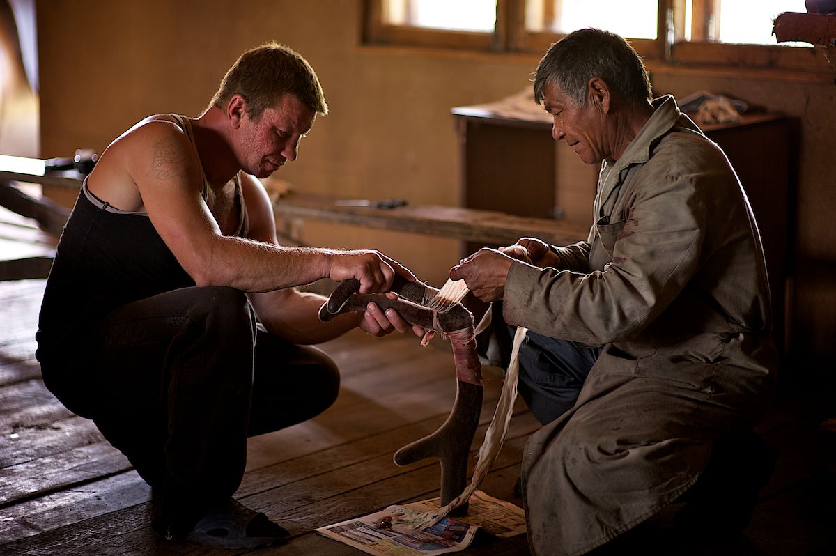 Мараловоды Катон-Карагайского района Восточного Казахстана проводят весеннюю резку пант — молодые рога маралов, из которых изготавливают ценные лечебные препараты. Панты, мараловодство, Катон-Карагай, Восточный Казахстан, маралы, традиции животноводства, экотуризм, пантогематоген, Карлыгаш Нуржан, Shanger.kz