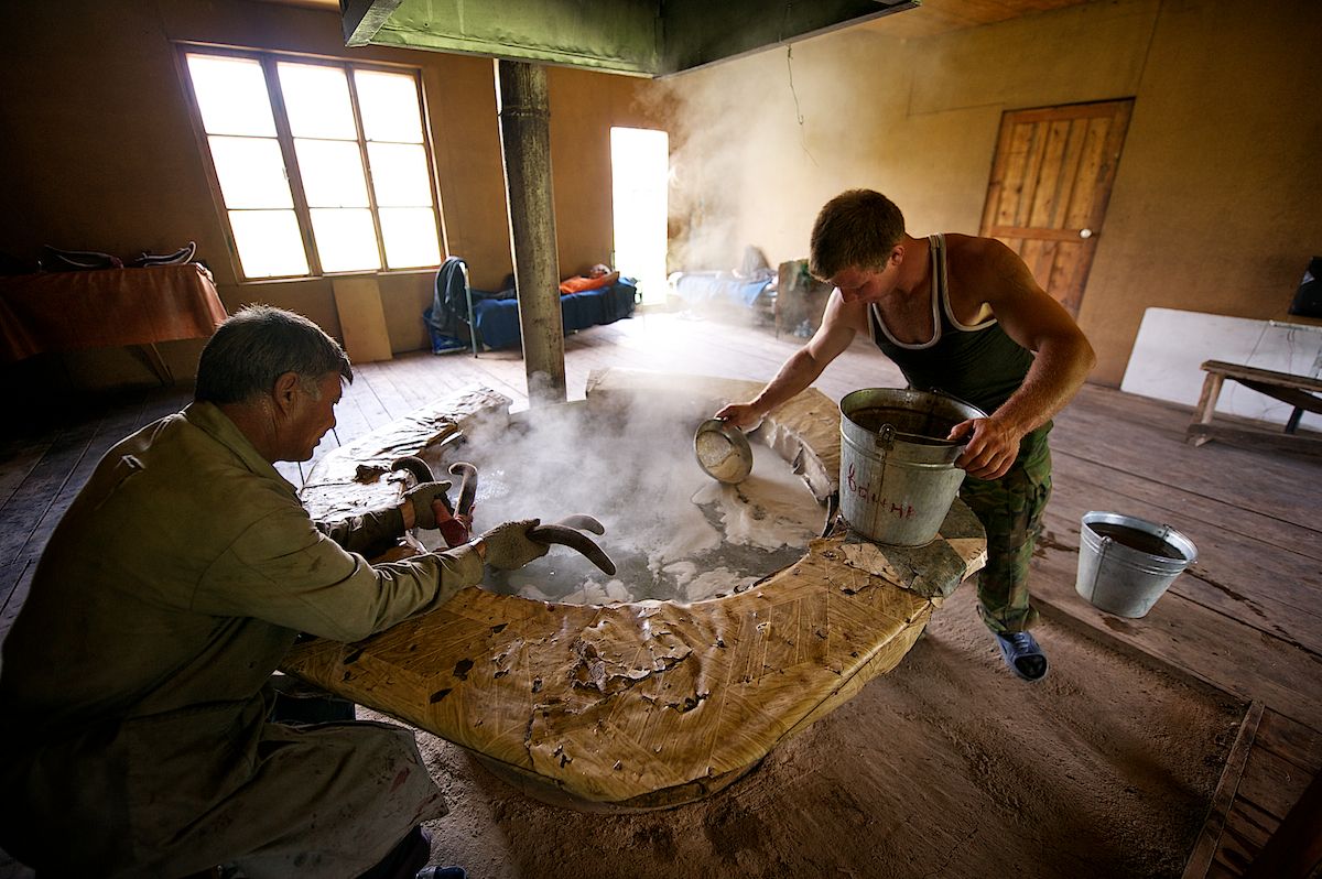 Мараловоды Катон-Карагайского района Восточного Казахстана проводят весеннюю резку пант — молодые рога маралов, из которых изготавливают ценные лечебные препараты. Панты, мараловодство, Катон-Карагай, Восточный Казахстан, маралы, традиции животноводства, экотуризм, пантогематоген, Карлыгаш Нуржан, Shanger.kz