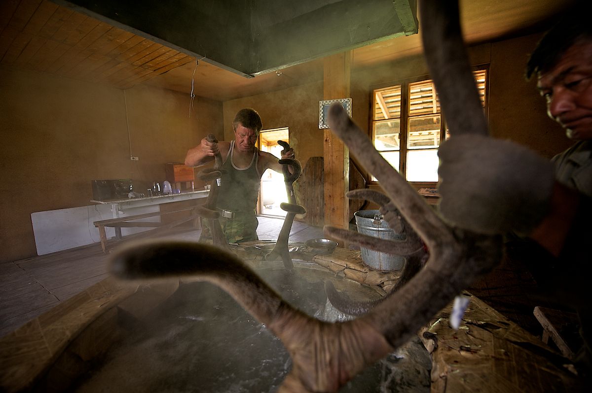 Мараловоды Катон-Карагайского района Восточного Казахстана проводят весеннюю резку пант — молодые рога маралов, из которых изготавливают ценные лечебные препараты. Панты, мараловодство, Катон-Карагай, Восточный Казахстан, маралы, традиции животноводства, экотуризм, пантогематоген, Карлыгаш Нуржан, Shanger.kz