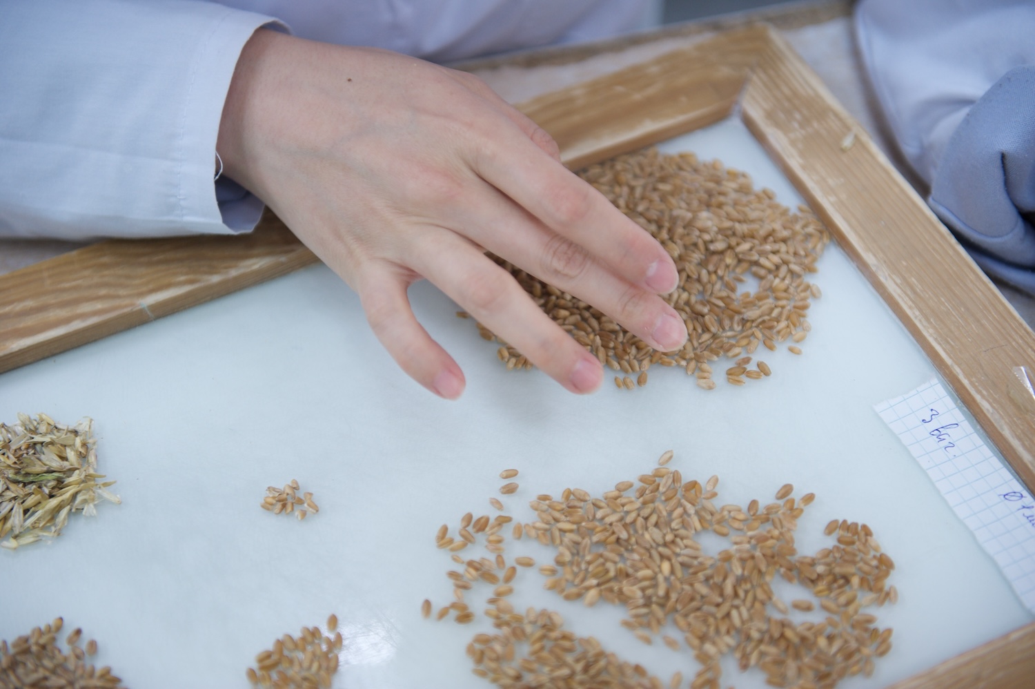 Жители села Бейнеу на зерновом терминале Фонда Halyk: первый хлеб выпечен из местной муки, рядом развивается школа и социальные объекты. Фонд Halyk, село Бейнеу, зерновой терминал, школа Бейнеу, сельское развитие, хлеб, Мангистауская область, образование в регионах, агроподдержка Казахстана, Тимур Кулибаев