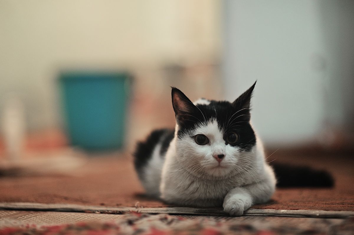 История ислама в Казахстане: образование, объединение степных племён, сохранение идентичности, нравственные ориентиры и традиция милосердия к животным. Казахстан, ислам в Казахстане, светское государство, история Казахстана, Золотая Орда, Джанибек-хан, исламское образование, медресе, русификация, национальная идентичность, религия и общество, алкоголизм в Казахстане, исламское возрождение, мечети Казахстана, милосердие к животным, казахская культура, Жеті қазына, этика и религия