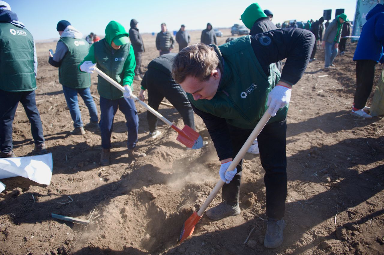 Halyk орманы, волонтёры, студенты и представители фонда Halyk высаживают 7 500 саженцев яблонь в зелёном поясе Астаны, Фоторепортаж Карлыгаш Нуржан для Shanger.kz.