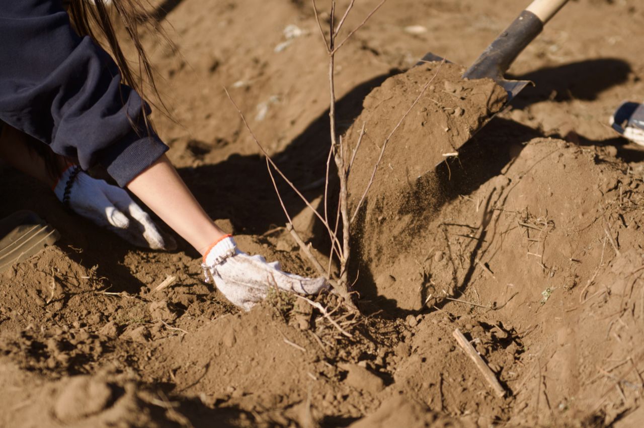 Halyk орманы, волонтёры, студенты и представители фонда Halyk высаживают 7 500 саженцев яблонь в зелёном поясе Астаны, Фоторепортаж Карлыгаш Нуржан для Shanger.kz.