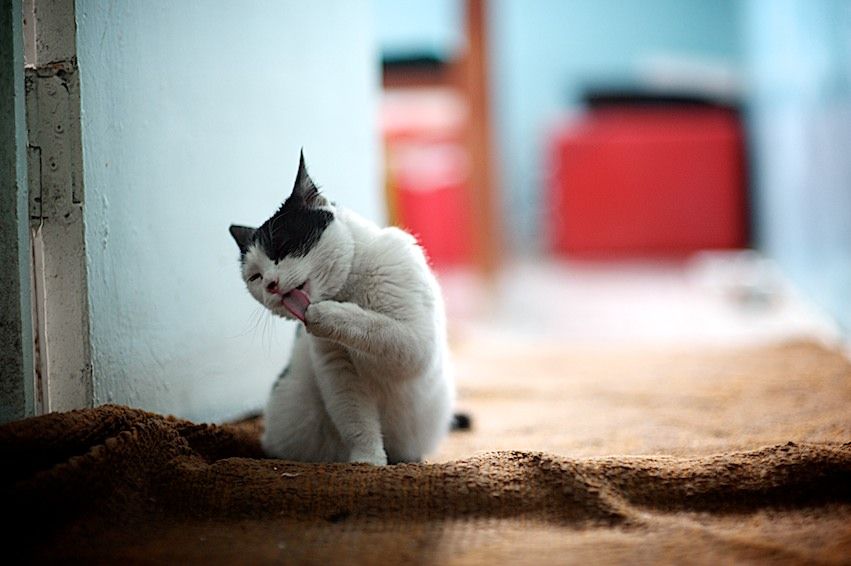 Американский волонтер Джонатан Рибел преподает английский язык в селе Шаульдер Южно-Казахстанской области, осваивает казахский язык и сельский быт, Джонатан Рибел, Корпус мира, село Шаульдер, английский язык, Казахстан, волонтер, сельская школа, Карлыгаш Нуржан, Shanger.kz