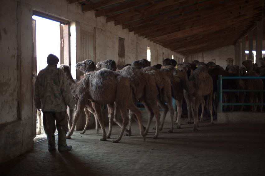Пастух выгоняет верблюдов из загона на ферме в Казахстане