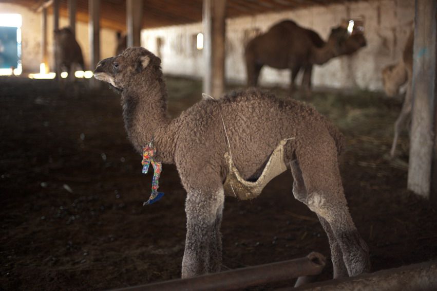 Молодой верблюжонок стоит на сене в загоне, на шее цветная тесьма