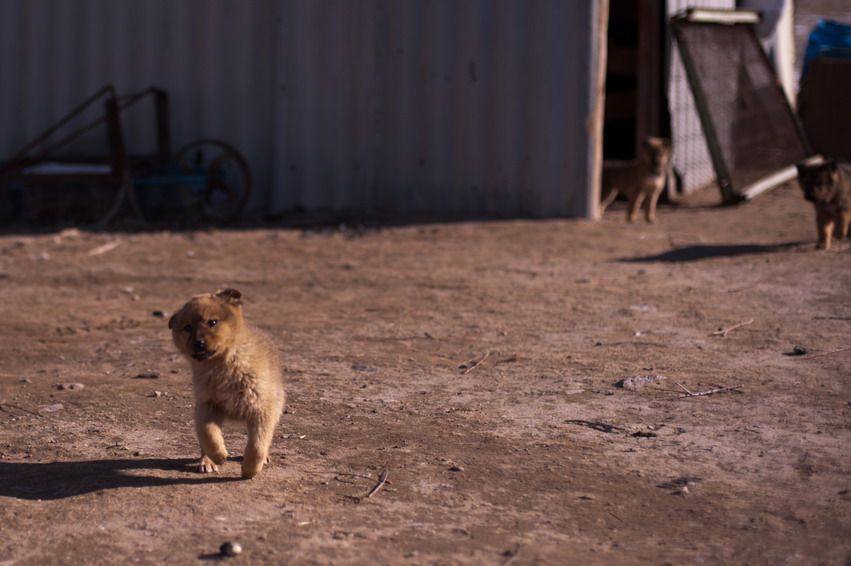 Щенок бежит по двору фермы, на заднем плане хозяйственные постройки