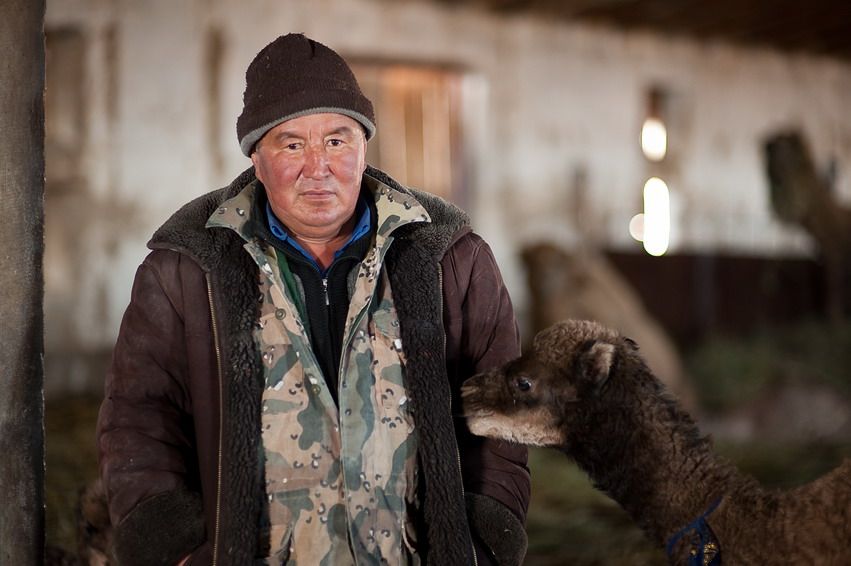 Фермер в тёплой одежде стоит рядом с маленьким верблюжонком в стойле