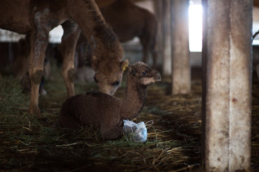 Новорожденный верблюжонок лежит на сене рядом с матерью в стойле фермы Казахстана