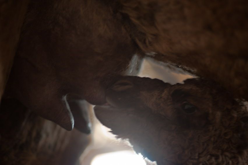 Новорожденный верблюжонок сосёт молоко у матери в стойле фермы в Казахстане