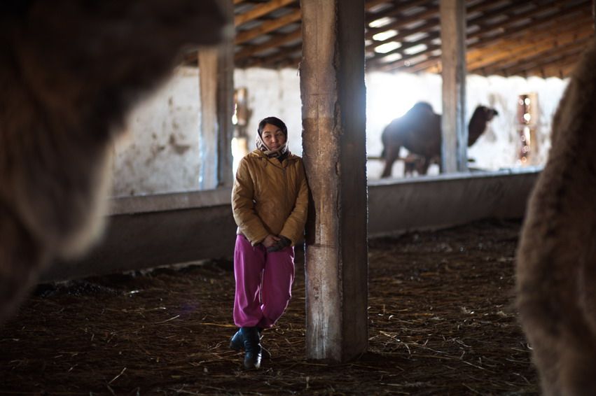 Женщина в куртке стоит в стойле среди верблюдов на ферме в Казахстане