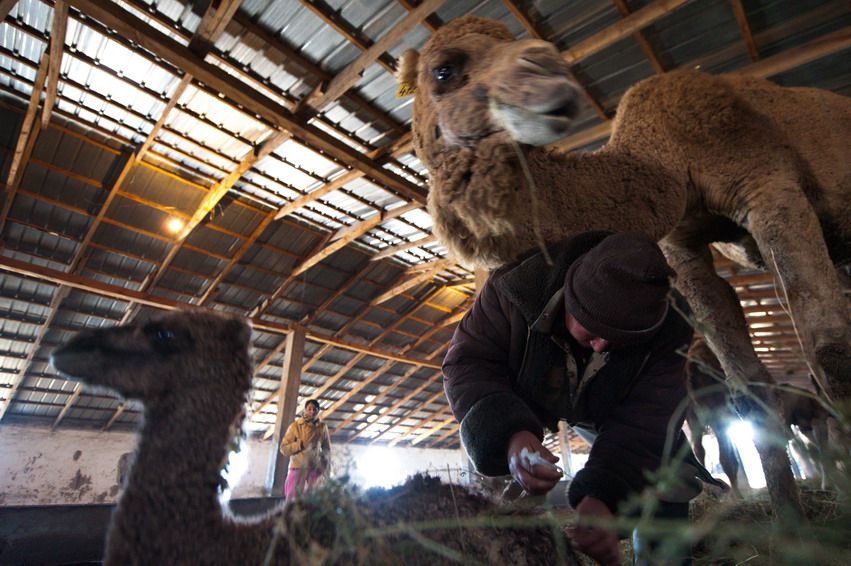 Работник ухаживает за новорождённым верблюжонком, рядом мать-верблюдица в стойле