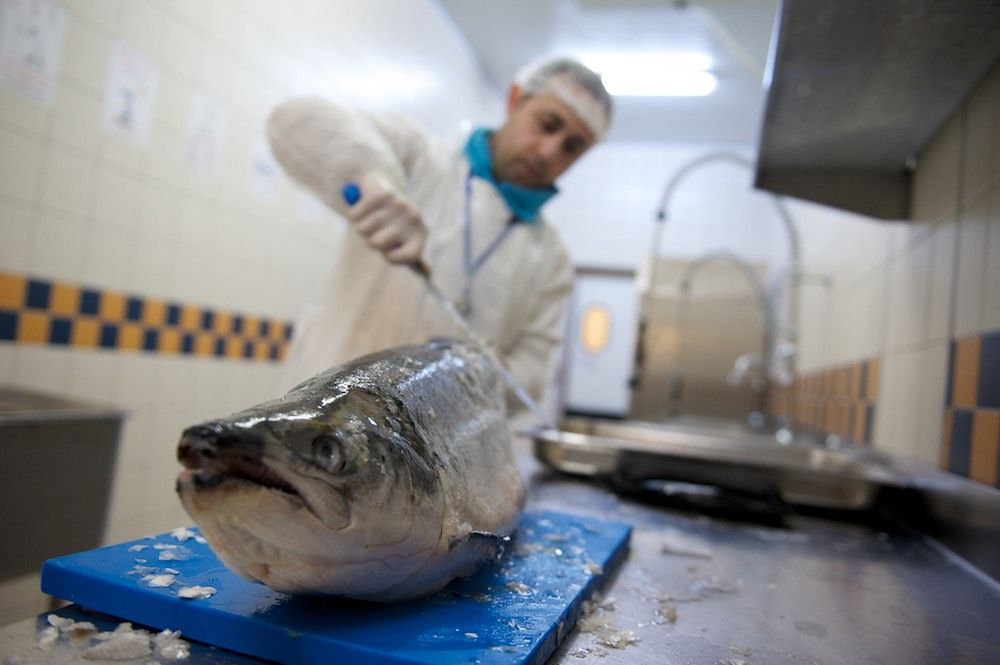 Процесс приготовления и доставки бортового питания авиакомпании Air Astana — от цеха в Актобе до рейсов в Казахстане и за рубежом, бортовое питание, Air Astana, Казахстан, Актобе, авиаперелёты, еда в самолёте, авиация, кейтеринг, Shanger.kz, Карла Нур