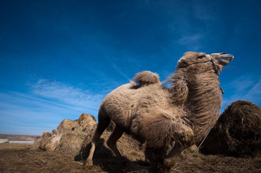 Верблюд отдыхает на степном пастбище Казахстана на фоне сена и голубого неба