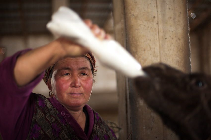 Женщина кормит верблюжонка из бутылки с молоком в стойле