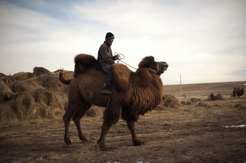Фермер едет верхом на верблюде по степи рядом с тюками сена