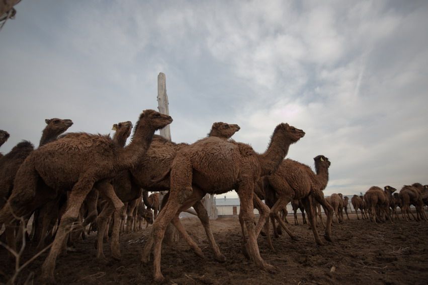 Группа верблюдов в загоне, снятых снизу на фоне неба, верблюды, ферма, стадо