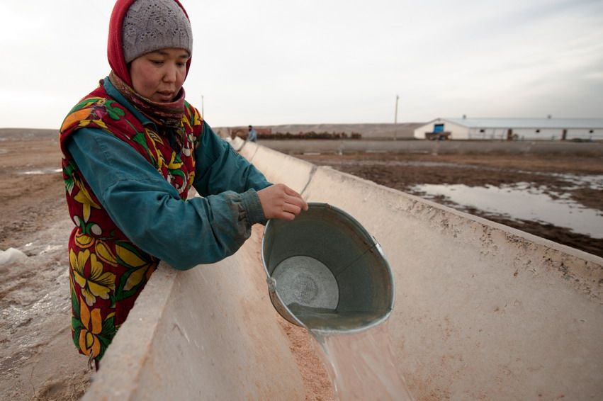 Женщина в цветном жилете выливает воду из ведра в бетонный жёлоб на ферме. Ферма, женщина, вода, работа, верблюжье хозяйство