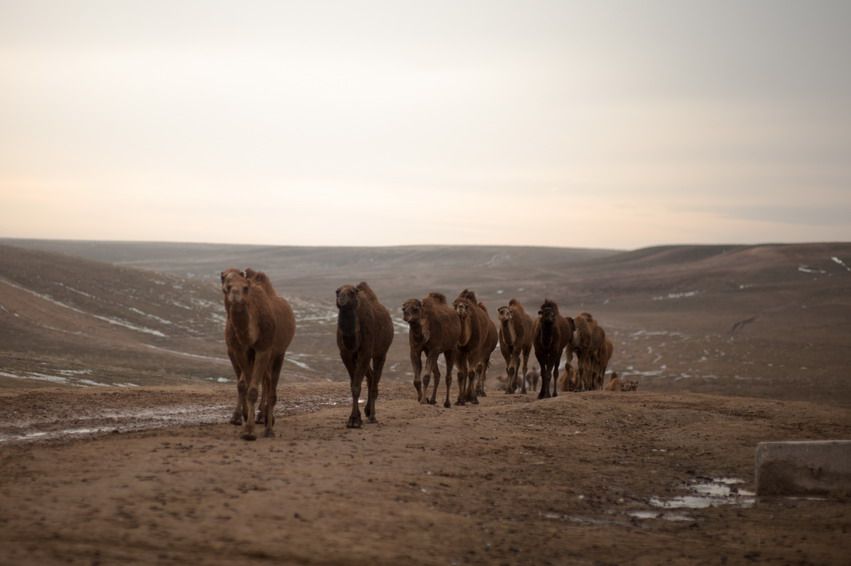Верблюды идут вереницей по степной дороге к ферме. верблюды, стадо, степь, Казахстан, верблюжье хозяйство