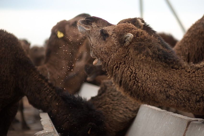 Верблюд встряхивает головой над кормушкой, вокруг другие животные. верблюд, кормление, ферма