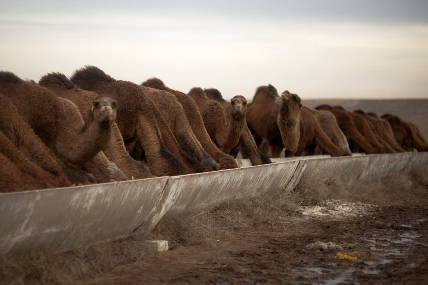 Верблюды стоят вдоль длинной бетонной кормушки и едят, верблюды, кормушка, стадо, Казахстан