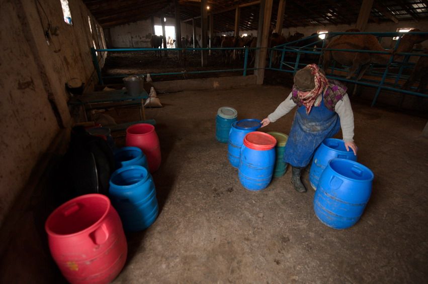 Женщина в косынке расставляет цветные пластиковые бочки в доильном помещении фермы, ферма, женщина, бочки, Казахстан