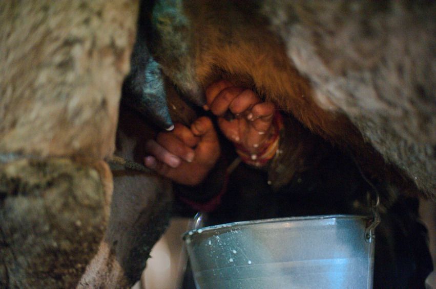 Руки доярки выжимают молоко из вымени верблюдицы в металлическое ведро, доение верблюда, молоко, ферма