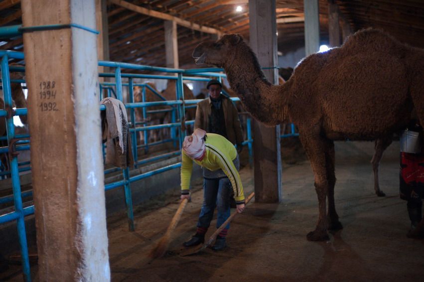Молодая женщина в жёлтой кофте убирает пол стойла, рядом стоит верблюд, уборка, ферма, верблюд