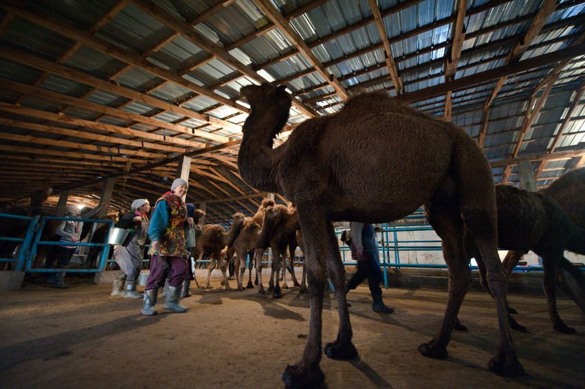Женщины ведут верблюдов в доильное помещение под железной крышей, ферма, верблюды, женщины, работа