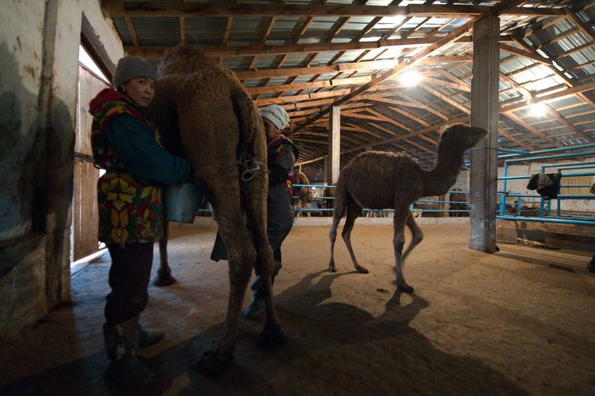 Женщина поддерживает верблюдицу при доении, рядом стоит верблюжонок, доение, верблюжонок, ферма