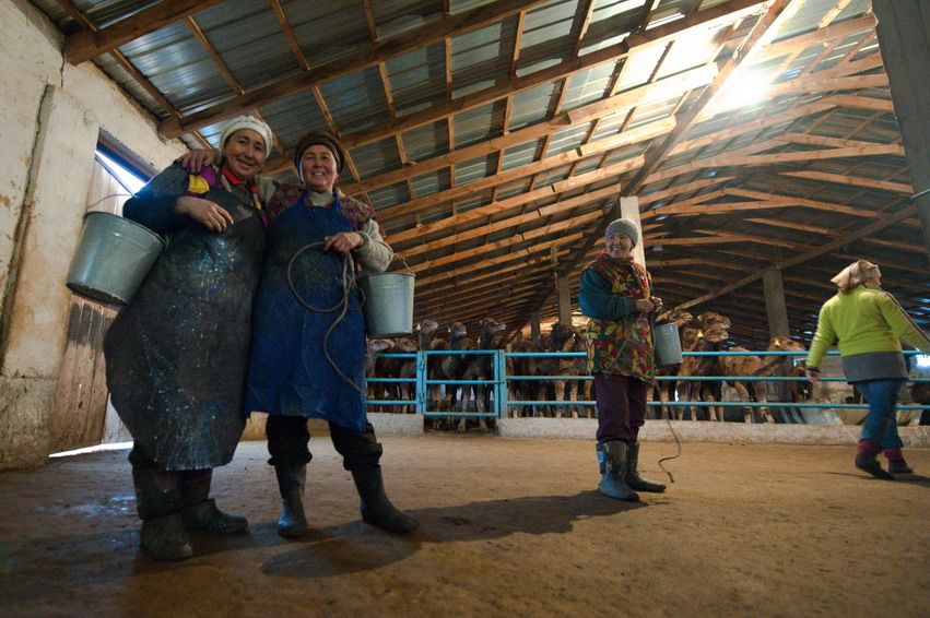 Женщины с вёдрами улыбаются после доения, за ними верблюды в загоне, ферма, женщины, доение, Казахстан